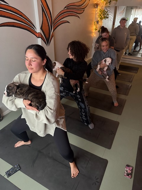 Nova Yoga photo 4