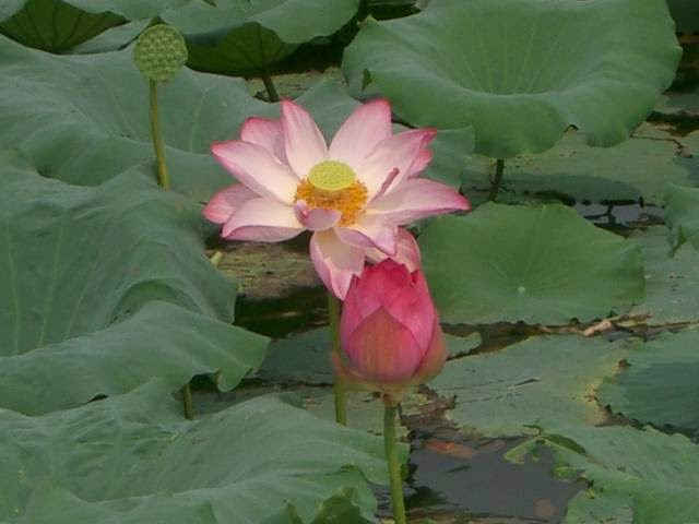 Buckhead Acupuncture & Herbal Center - Marietta photo 2