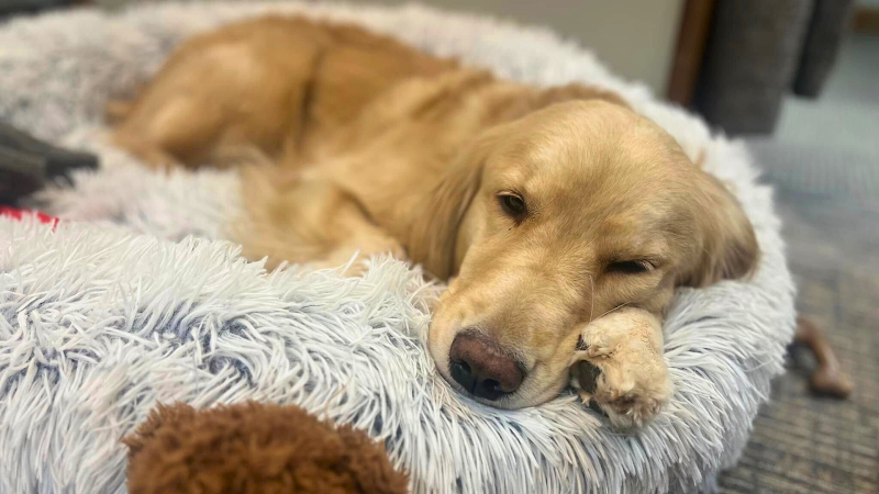 Chiropractic Associates of Bedford photo 5