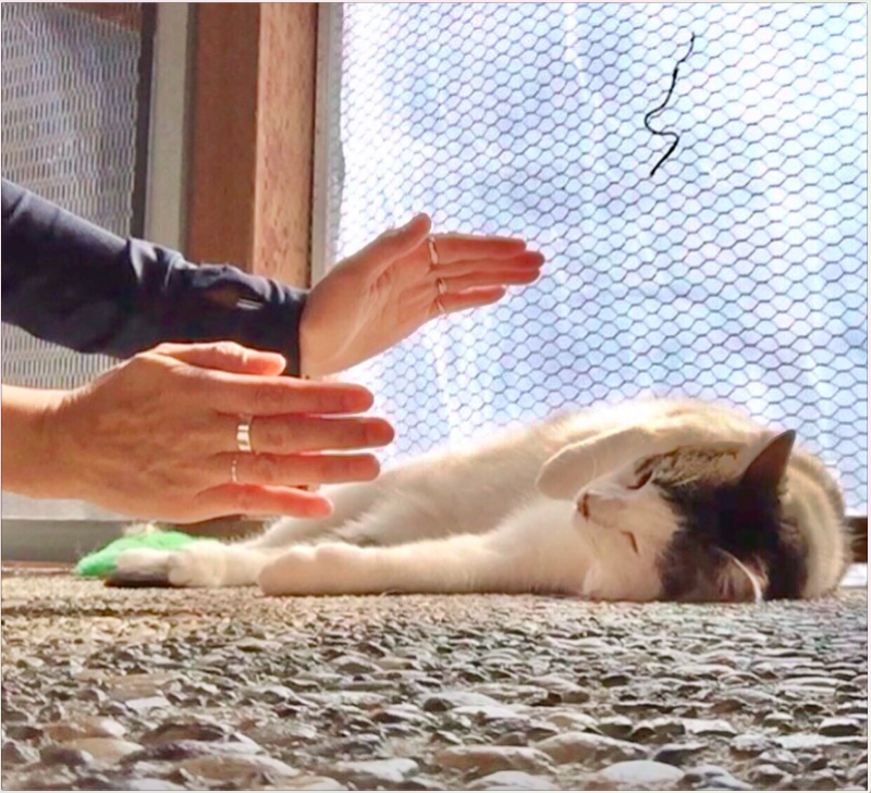 Reiki with Deanna (Energy Healing, Alternative Medicine, Holistic Healing, Coaching & QHHT) photo 2